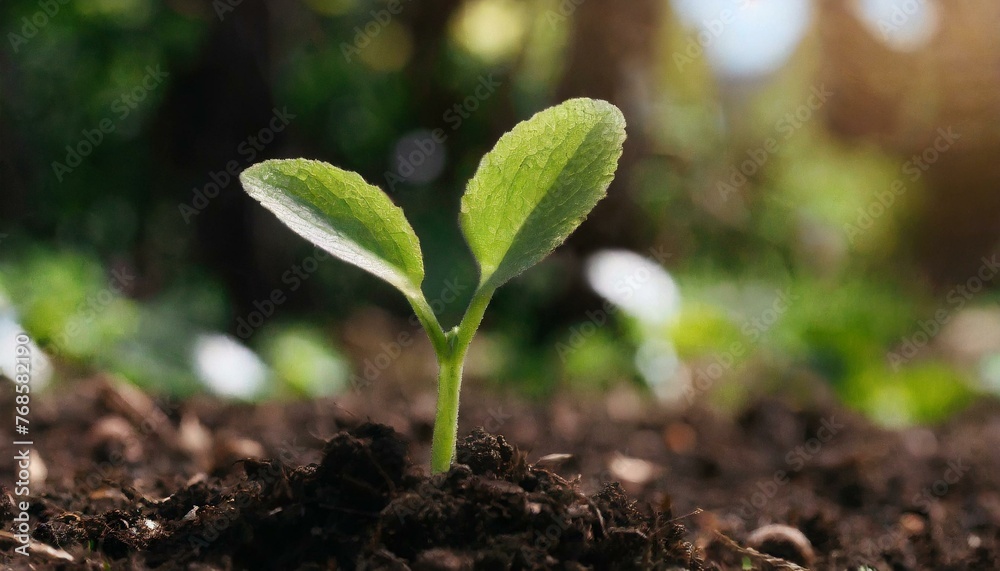 Emerging Life: A Young Green Sprout Takes Root Emerging Life: A Young Green Sprout Takes Root
