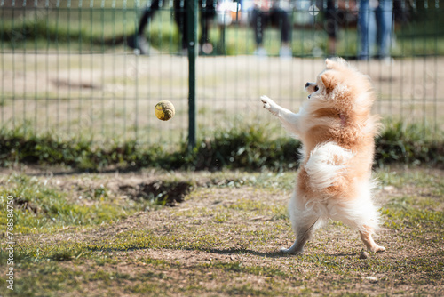 pomeranian puppy playing with ball
