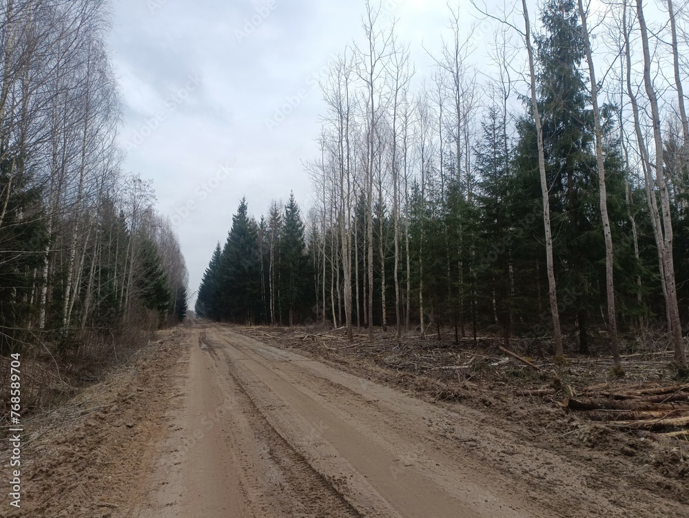 Road in forest in Siauliai county during cloudy early spring day. Oak and birch tree woodland. cloudy day with white clouds in blue sky. Bushes are growing in woods. Sandy road. Nature. Miskas.	