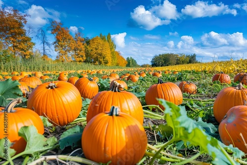 Colorful autumn landscape with pumpkins scattered across a field ready for harvest