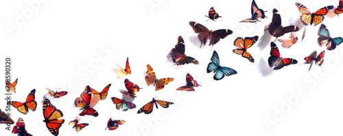 Flock of beautiful butterflies  isolated on white  professional photo