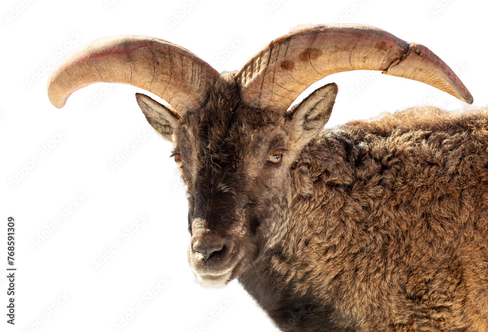 Portrait of a goat isolated on a white background