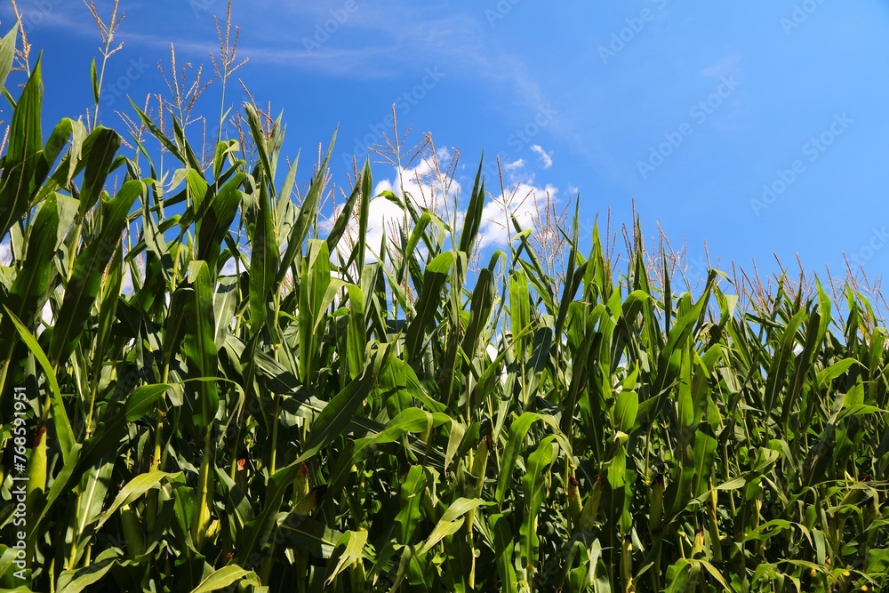 Obraz premium Corn field in Carinthia, Austria