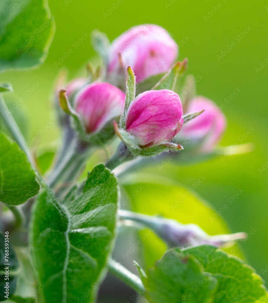 Flowers on an apple tree in spring. Close-up Flowers on an apple tree in spring. Close-up
