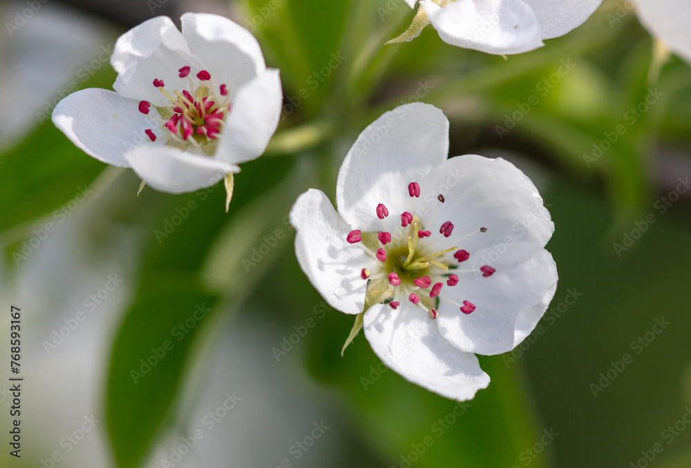 Fototapeta premium Flowers on a pear tree in spring. Close-up