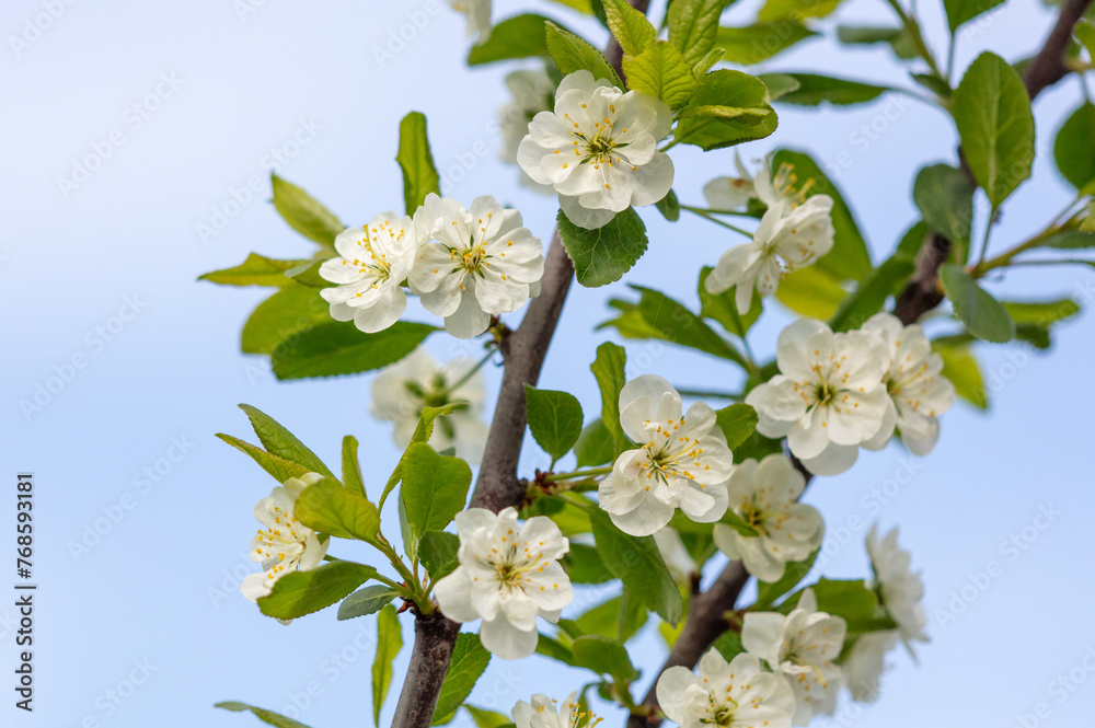 Flowers on a plum tree against the blue sky in spring. Close-up
