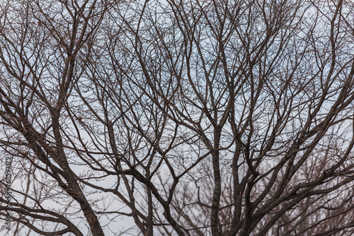 A landscape of bare tree branches.