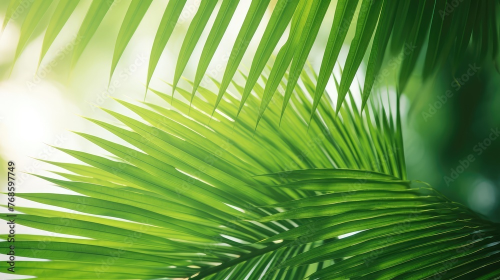 Fototapeta premium The spiked leaves of a small palm tree in the foreground with the background illuminated by the midday sun.