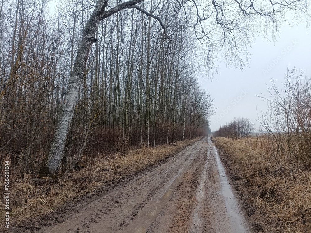 Road in forest in Siauliai county during cloudy early spring day. Oak and birch tree woodland. cloudy day with white clouds in blue sky. Bushes are growing in woods. Sandy road. Nature. Miskas. Road in forest in Siauliai county during cloudy early spring day. Oak and birch tree woodland. cloudy day with white clouds in blue sky. Bushes are growing in woods. Sandy road. Nature. Miskas.