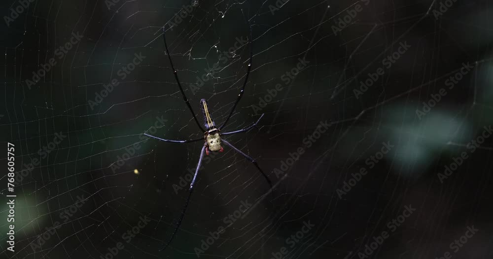Camra zooms in as this spider is waiting for its prey, Giant Golden Orb Weaver Nephila pilipes, Thailand Camra zooms in as this spider is waiting for its prey, Giant Golden Orb Weaver Nephila pilipes, Thailand