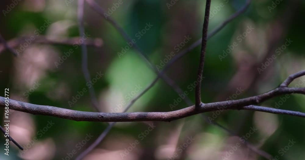 Seen from its back looking deep into the forest then flies away to the right, Indochinese Blue Flycatcher Cyornis sumatrensis, Male, Thailand Seen from its back looking deep into the forest then flies away to the right, Indochinese Blue Flycatcher Cyornis sumatrensis, Male, Thailand