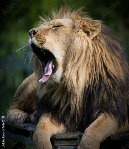 Portrait of a male lion yawning and lying down in front of a green background