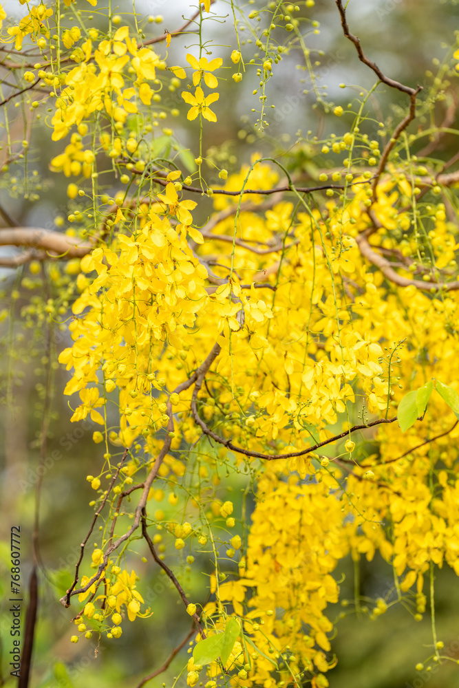 Golden shower flower or Indian Laburnu, Cassia fistula on Golden shower tree.