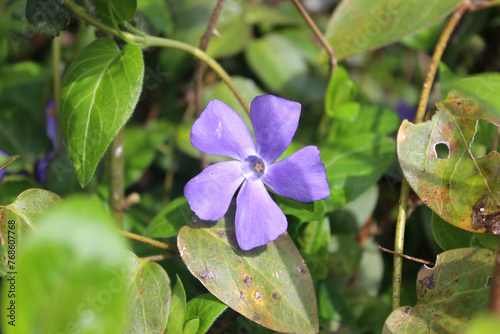 Periwinkle blossom (Vinca pubescens). A species of periwinkle growing wild in Abkhazia