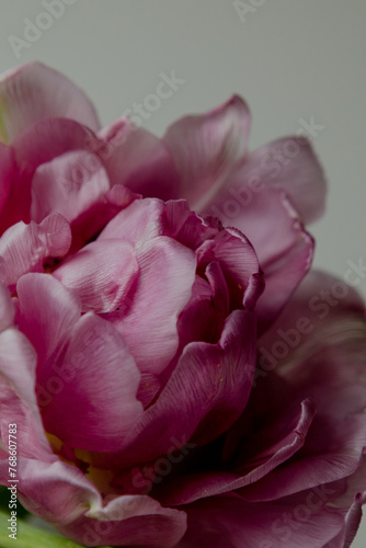 pink tulip petals close-up