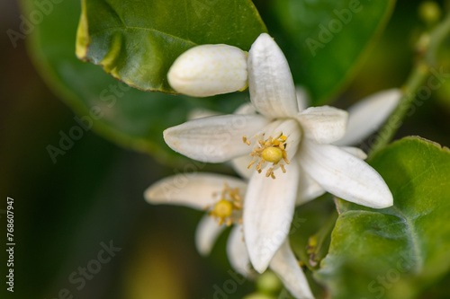 Cyprus orange and orange flowers. Spring harvest 2