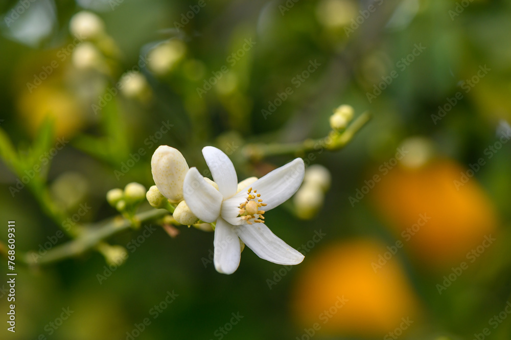 Cyprus orange and orange flowers. Spring harvest 1 Cyprus orange and orange flowers. Spring harvest 1