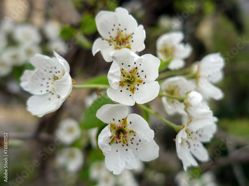 Whlte flowers with stamens on the tree in spring