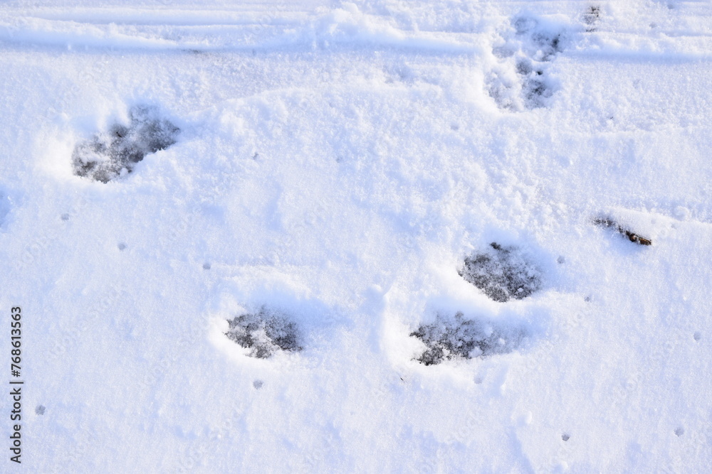 tracks in snow tracks in snow