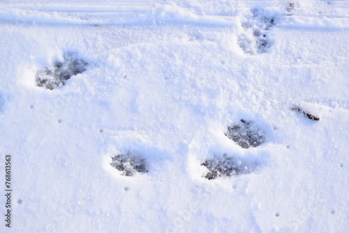 tracks in snow © Markus Volk