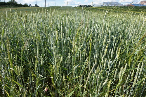 Green rye ripens in the fields. Ukraine.