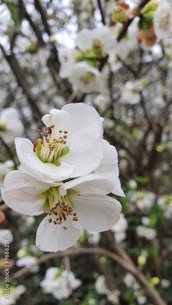 tree blossom tree blossom