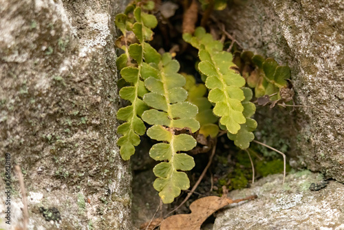 Common polypody fern (Polypodium vulgare) photo