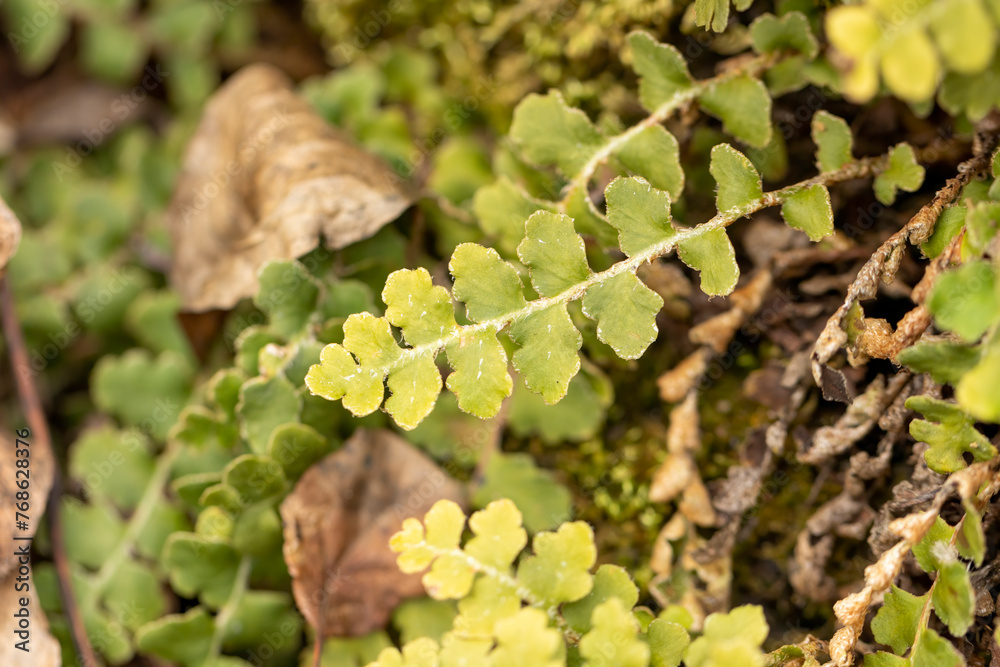Naklejka premium Common polypody fern (Polypodium vulgare)