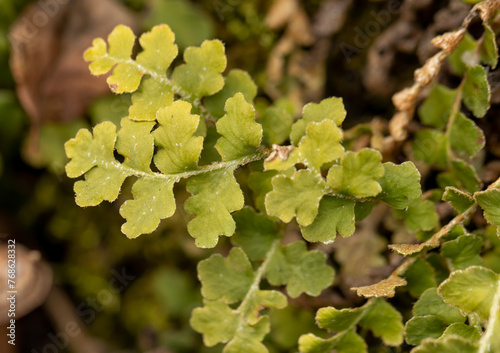 Common polypody fern (Polypodium vulgare) photo