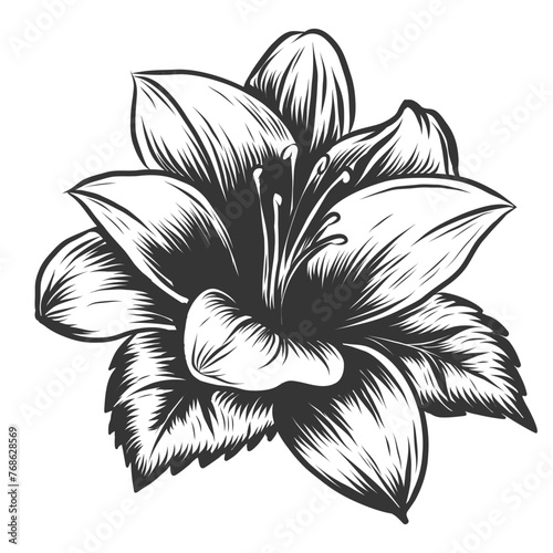 Sketch floral blooming lily. hand drawn monochrome illustration of lily flower isolated on white background. line graphic in engraving style. beautiful black and white lily