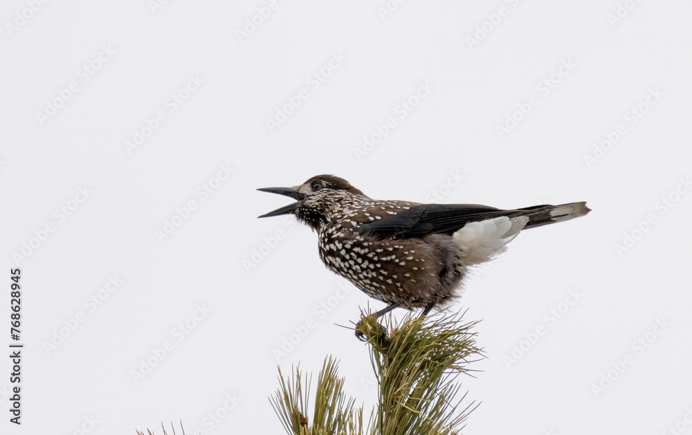 Fototapeta premium Spotted Nutcracker (Nucifraga caryocatactes) in a natural habitat