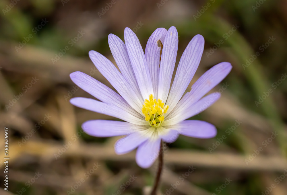 Wood Anemone (Anemone nemorosa) flowering Wood Anemone (Anemone nemorosa) flowering