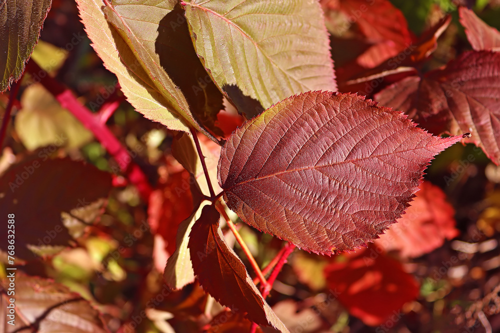 Obraz premium Red leaf on the bush in the autumn