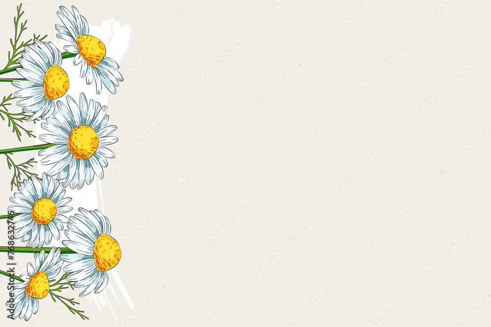 Background with chamomile flowers and copy space. Design for medicinal plant, herbal tea and natural skincare beauty products. Color vector illustration