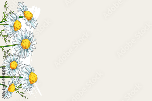 Background with chamomile flowers and copy space. Design for medicinal plant, herbal tea and natural skincare beauty products. Color vector illustration
