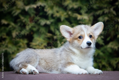 Welsh Corgi Pembroke puppy on a walk