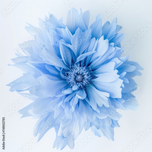A beautiful light blue flower, isolated against a white backdrop, with its unique shaggy texture © Veniamin Kraskov