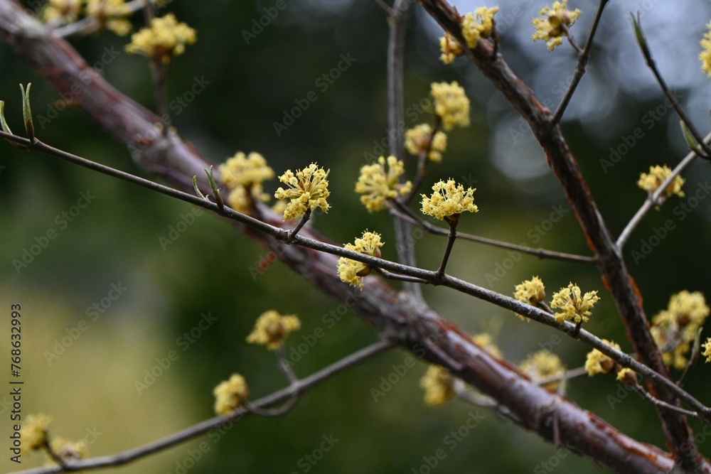Japanese cornel (Cornus officinalis) flowers. Cornaceae deciduous tree. Yellow flowers bloom in spring and red berries in autumn. Japanese cornel (Cornus officinalis) flowers. Cornaceae deciduous tree. Yellow flowers bloom in spring and red berries in autumn.