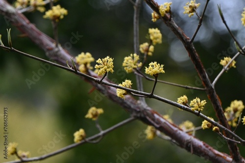 Japanese cornel (Cornus officinalis) flowers. Cornaceae deciduous tree. Yellow flowers bloom in spring and red berries in autumn. © tamu