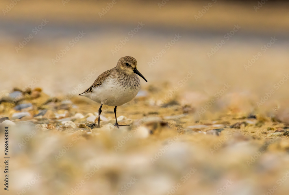 Dunlin (Calidris alpina) in natural habitat Dunlin (Calidris alpina) in natural habitat