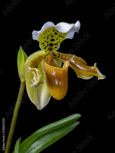 Closeup vertical view of fresh yellow brown and green flower of lady slipper orchid species paphiopedilum exul isolated on black background photo