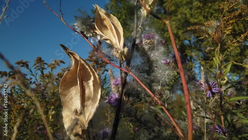 Close up of milkweed plant pods during seeding season photo