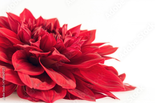 Closeup of a red flower isolated on a white background, featuring a big and shaggy appearance