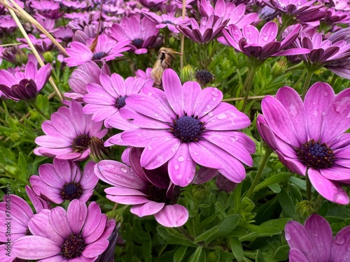 Conjunto de Margaritas lilas y rosas en el campo, mojadas por la lluvia.cataluña. España