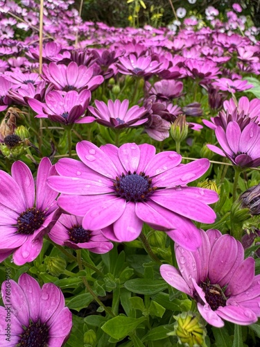 Conjunto de Margaritas lilas y rosas en el campo, mojadas por la lluvia.cataluña. España