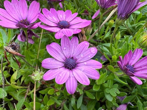 Conjunto de Margaritas lilas y rosas en el campo, mojadas por la lluvia.cataluña. España