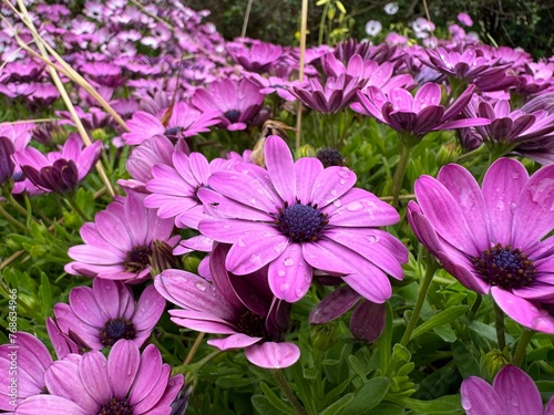 Conjunto de Margaritas lilas y rosas en el campo, mojadas por la lluvia.cataluña. España