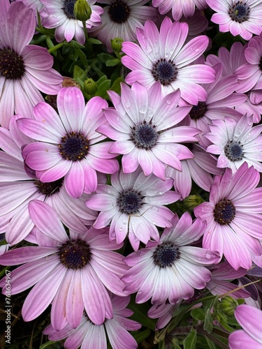 Conjunto de Margaritas lilas y rosas en el campo, mojadas por la lluvia.cataluña. España