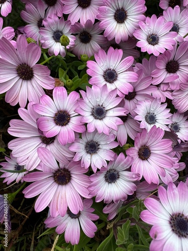 Conjunto de Margaritas lilas y rosas en el campo, mojadas por la lluvia.cataluña. España