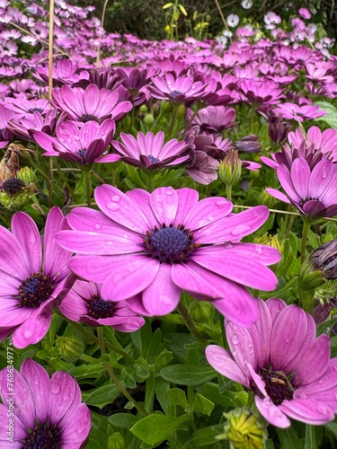 Conjunto de Margaritas lilas y rosas en el campo, mojadas por la lluvia.cataluña. España